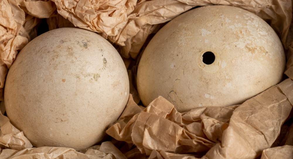 Two Penguin eggs collected as samples during the British Antarctic Expedition 1910:, - Image 2 of 2