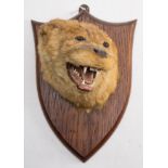 A taxidermy otter mask by P Spicer & Sons.