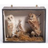 An early 20th century taxidermy case of a pair of owls: unsigned, naturally set in a glazed case,