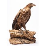 An early 20th century taxidermy Golden Eagle, (Aquila chrysaetos): full mount set on a cork base,