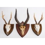 A pair of Springbok or Gazelle antlers and skull on a shield plinth: together with two Roe deer