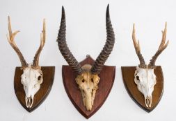 A pair of Springbok or Gazelle antlers and skull on a shield plinth: together with two Roe deer