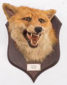 R Spicer & Sons, Leamington: a preserved and mounted fox mask,