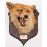 R Spicer & Sons, Leamington: a preserved and mounted fox mask,