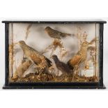 A pair of preserved and mounted Corn Crakes:, together with their young and a robin,