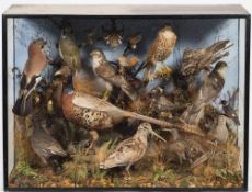 An Edwardian taxidermy display of British birds: including a Pipit.