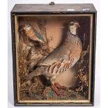 An early 20th century cased taxidermy Kingfisher and a Red Legged Partridge: 35cmx29cmx15cm,