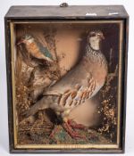 An early 20th century cased taxidermy Kingfisher and a Red Legged Partridge: 35cmx29cmx15cm,