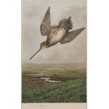 THORBURN, Archibald : " Snipe," original signed print, size : 290 x 180mm, F & G,