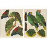 BUTTERWORTH, Elizabeth : 24 coloured lithographs of parrots, a loose group,