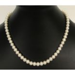 A 15" freshwater pearl necklace with 925 silver T bar clasp.