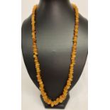 A long graduating chip style amber bead necklace with silver clasp.