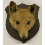 A vintage taxidermy fox head mounted on a wooden sheild plinth.