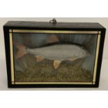 A cased vintage taxidermy of a Common Roach with foliage, in a wooden glass fronted case.