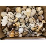 A large collection of medium and small seashells.