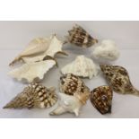 A small collection of large seashells to include conch and Clam.