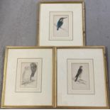 3 gilt framed antique coloured prints of birds, glass to one a/f. Comprising Kingfisher, Snowy Owl