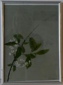 EB BÄUMER, "Pflanzenstudie", u.re.sig., ca. 28 x 20 cm
