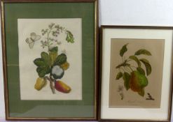 4 Stiche, Obst/Pflanzendarstellungen, 2x 24 x 34, 23x 36 cm