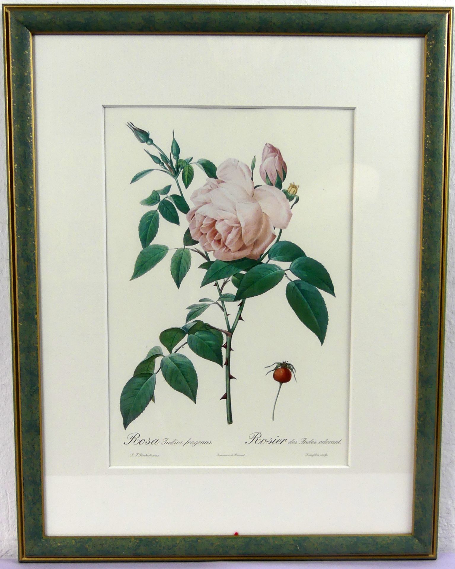 "Rosa Indica Fragrans", Farbdruck, o.sig., ca. 35 x 24 cm, hinter Glas