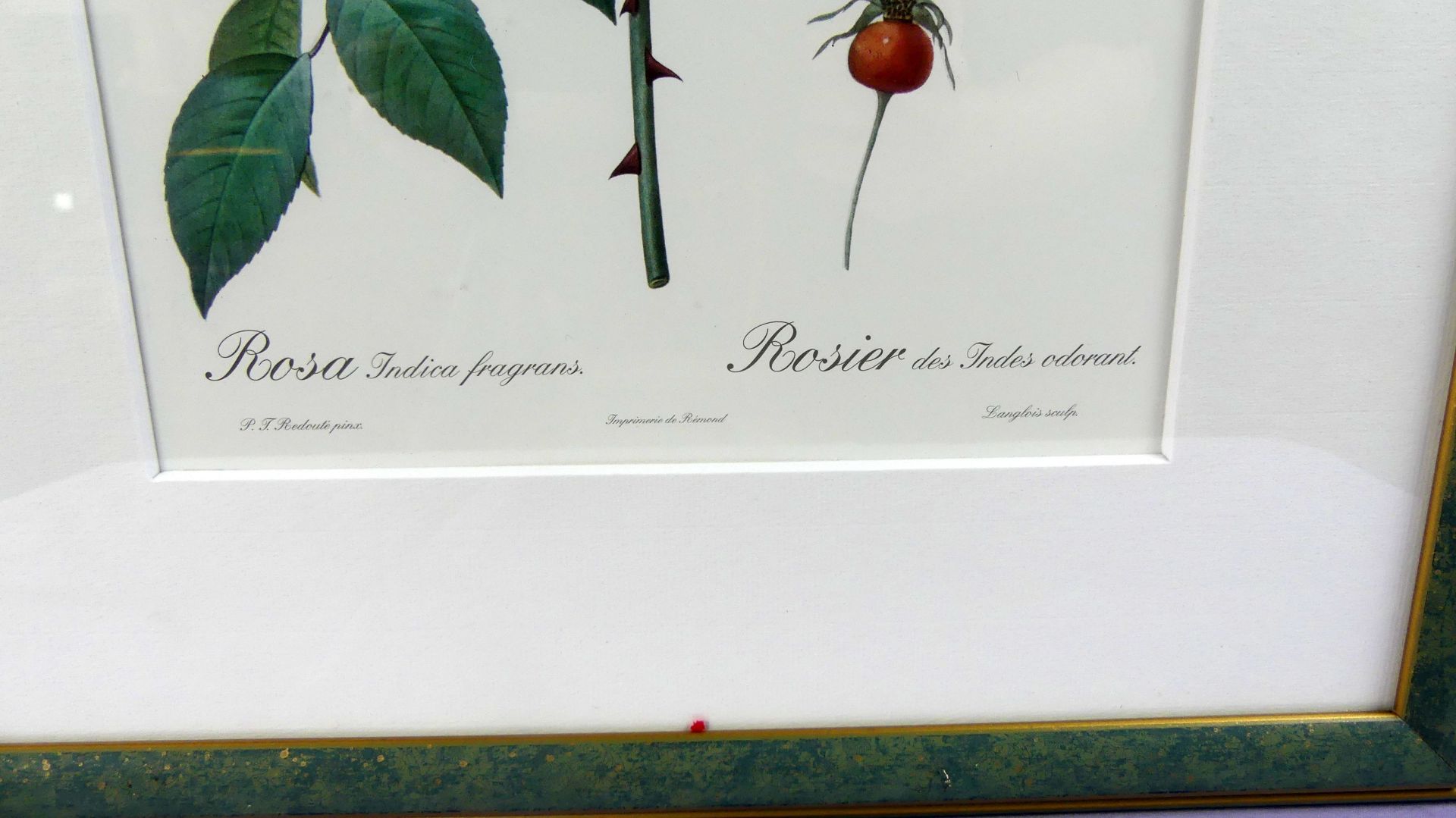 "Rosa Indica Fragrans", Farbdruck, o.sig., ca. 35 x 24 cm, hinter Glas - Bild 4 aus 4