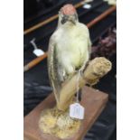 Taxidermy green woodpecker, modelled on a branch, 29cm high