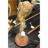 Taxidermy kestrel, modelled on a branch, 32cm