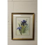 Audrey Glass, watercolour study of an iris, in a gilt frame, the watercolour 25cm by 33cm
