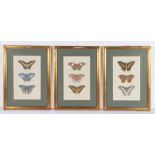 Three 19th Century butterfly prints each with three butterflies, hand coloured, in gilt frames. 37.