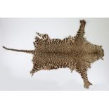 Victorian Leopard skin rug, 224cm long from head to the tip of the tall