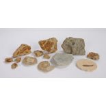 Collection of fossils, to include ammonites, a fish, leaves (AF) and shells