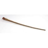 Victorian Stingray tail walking cane, the stick with a turned handle above the tapering tail, 88cm