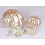 Four Mother of Pearl Nautilus seashells, the largest 16cm wide (4)