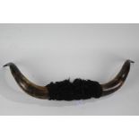 Pair of buffalo horns, with fur to the centre, 99cm wide