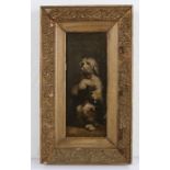 19th Century oil on board, of a begging dog, 10cm x 25cm excluding the gilt frame