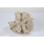 Piece of hard coral, 29cm wide, 26cm high