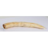 Silver mounted hippopotamus tooth, 48cm long