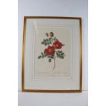 Five coloured prints depicting roses, housed in gilt and glazed frames, the prints 27.5cm x 37.5cm