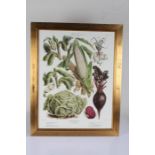 Four Vilmorin Andrieux & Cie French botanical prints, depicting vegetables and fruit, two housed