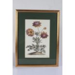 Five botanical prints, to include "rhododendron 'champagne'", "broad leav'd garden anemone, "