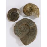 Three various ammonite fossils, the largest 20cm wide (3)