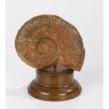 Mounted ammonite fossil, on wooden base, 18cm high