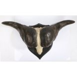 African Hunting Trophy Cape Buffalo Skull (Syncerus caffer caffer), mid 20th century, large adult