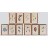 Set of ten conchology hand coloured framed engravings, published by E. Donovan & Mels with Simpkin &