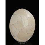 Giant Elephant Bird egg (Aepyornis maximus), extinct, the egg reconstructed from shards found in