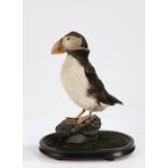 Taxidermy study depicting a puffin (Fratercula Arctica), modelled on a rocky outcrop, housed under a