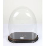 Victorian glass dome, of oval form, raised on an ebonised plinth base, 38cm wide, 43cm high, 18.