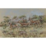 Martin Kidner (Contemporary) Impala, signed and dated 1983 pastel, 66cm x 43cm