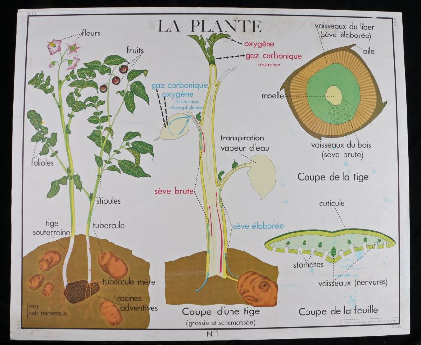 Collection of six French 1960's - 70's Educational Coloured Posters printed by Editions Rossignol, - Image 8 of 12