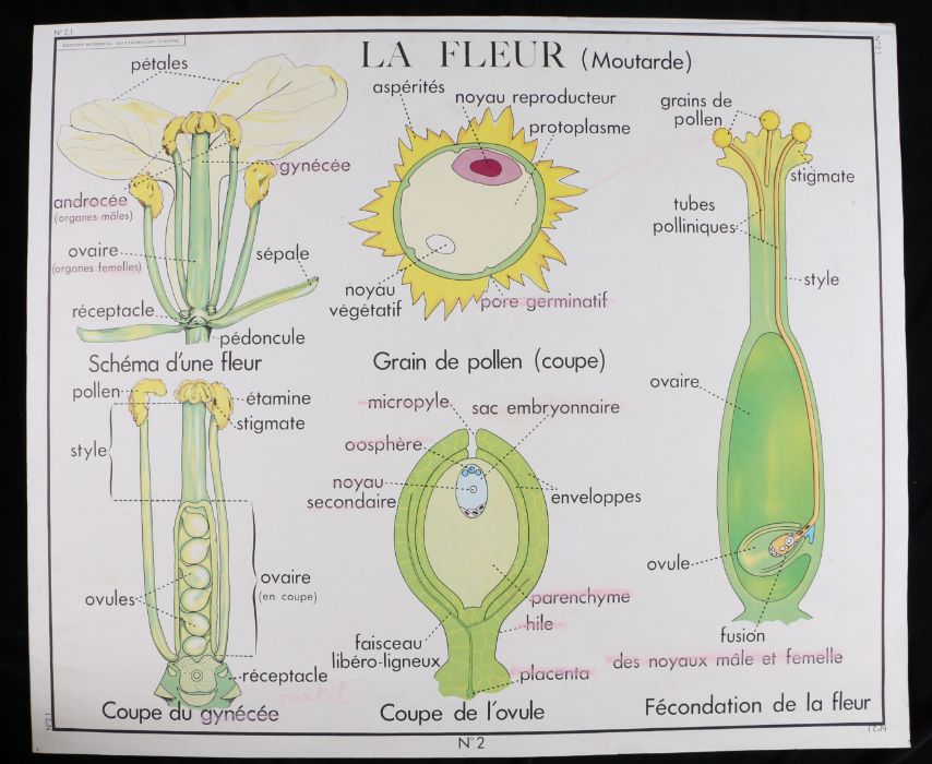 Collection of six French 1960's - 70's Educational Coloured Posters printed by Editions Rossignol, - Image 7 of 12